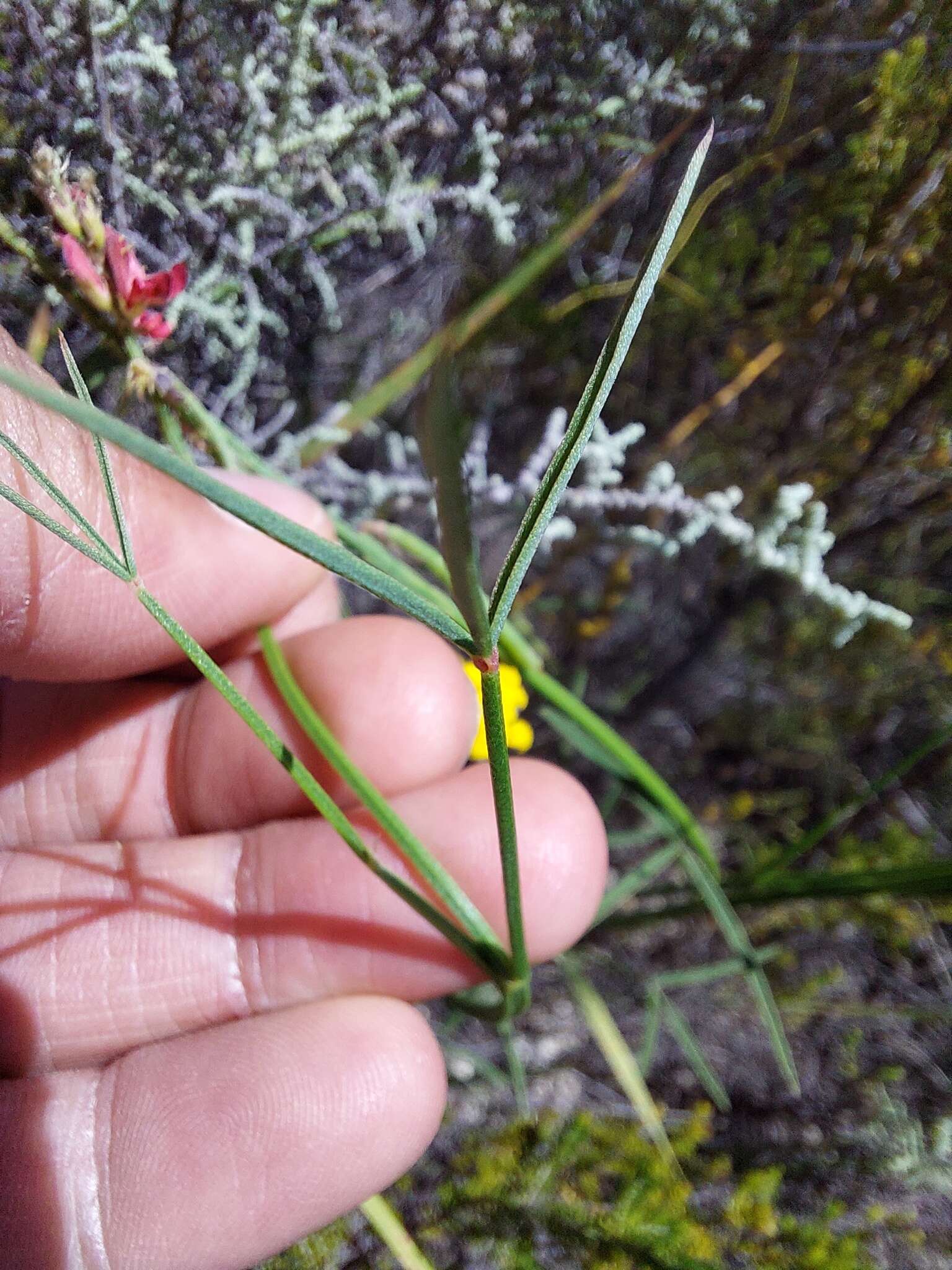 Plancia ëd Indigofera triquetra E. Mey.