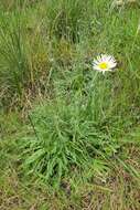 Image of Brachyscome diversifolia (Hook.) Fischer & C. Meyer