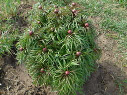 Image of Paeonia intermedia subsp. intermedia