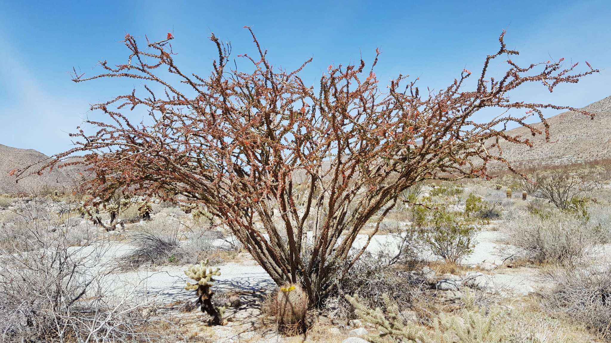 Image of Fouquieria splendens subsp. splendens