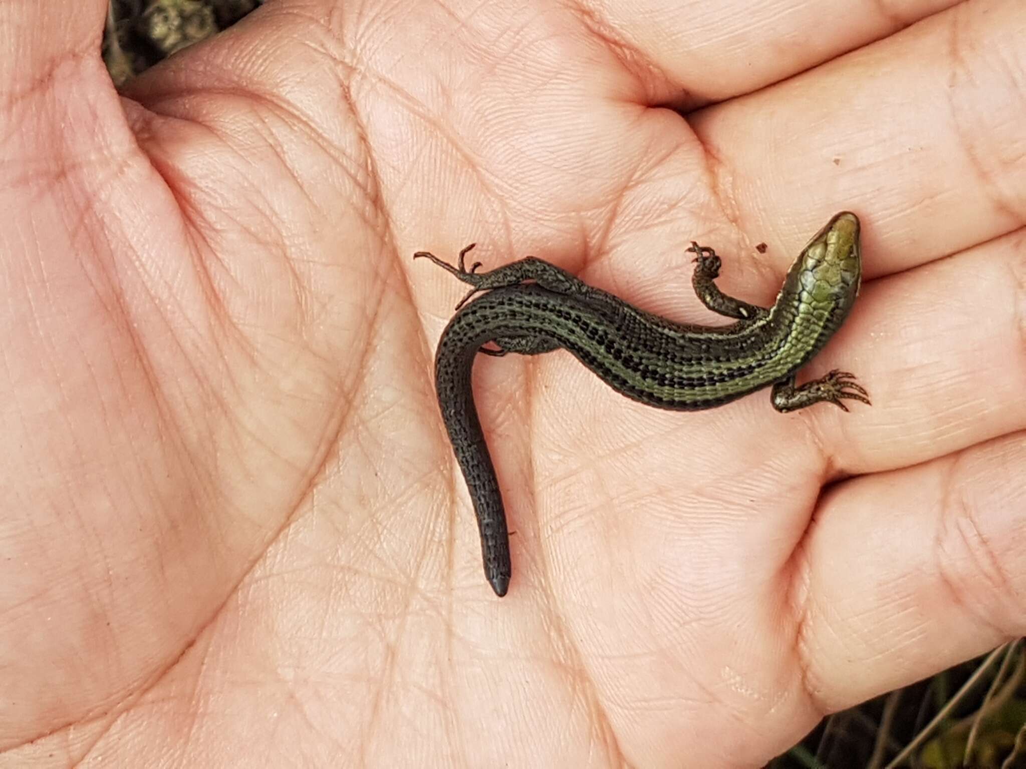 Image of Pholidobolus paramuno Hurtado-Gómez, Arredondo, Sales-Nunes & Daza 2018