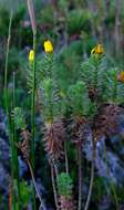 Image of Ursinia caledonica (Phillips) Prassler