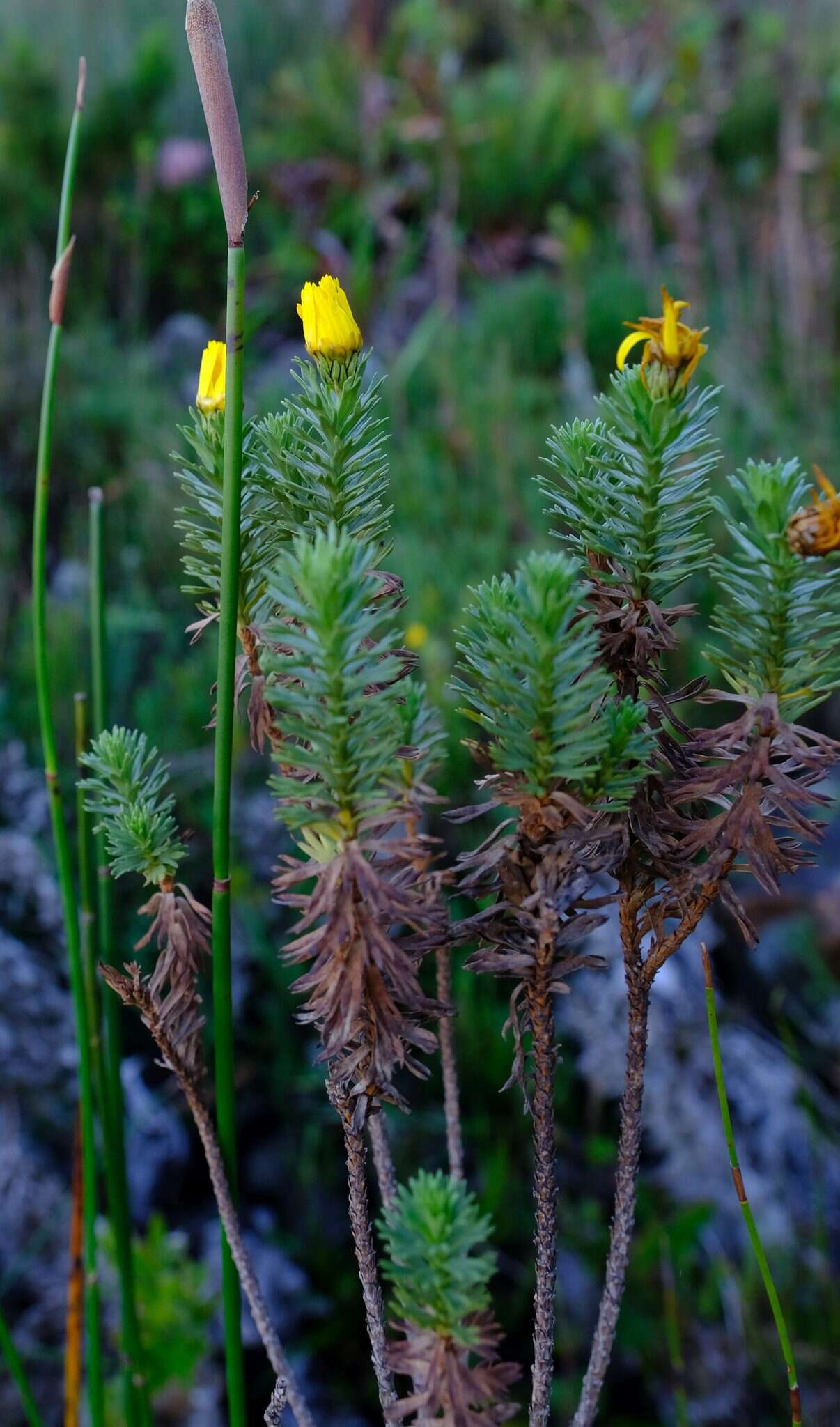 Ursinia caledonica (Phillips) Prassler resmi