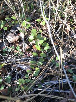 Image of creeping blueberry