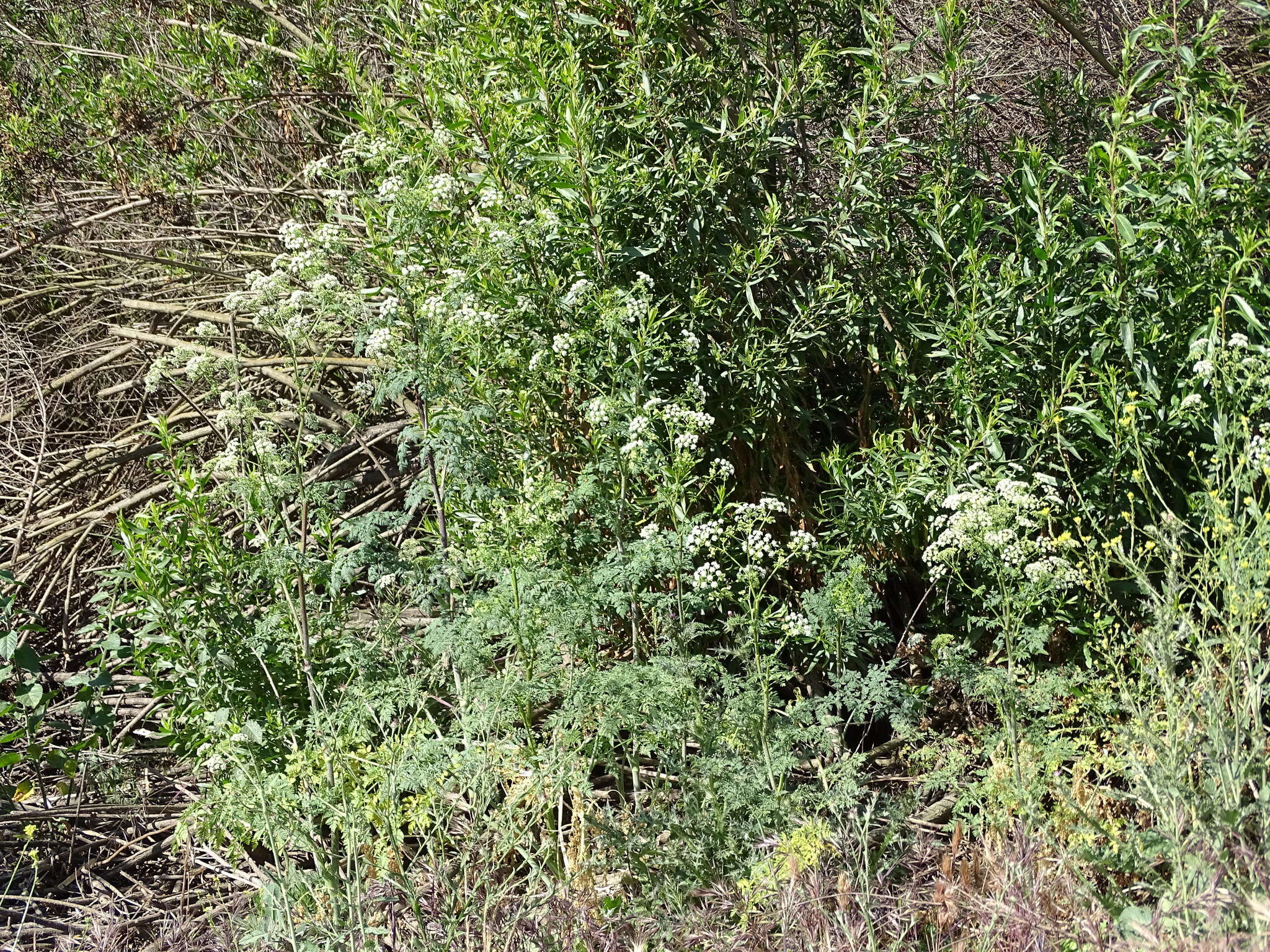 Image of poison hemlock