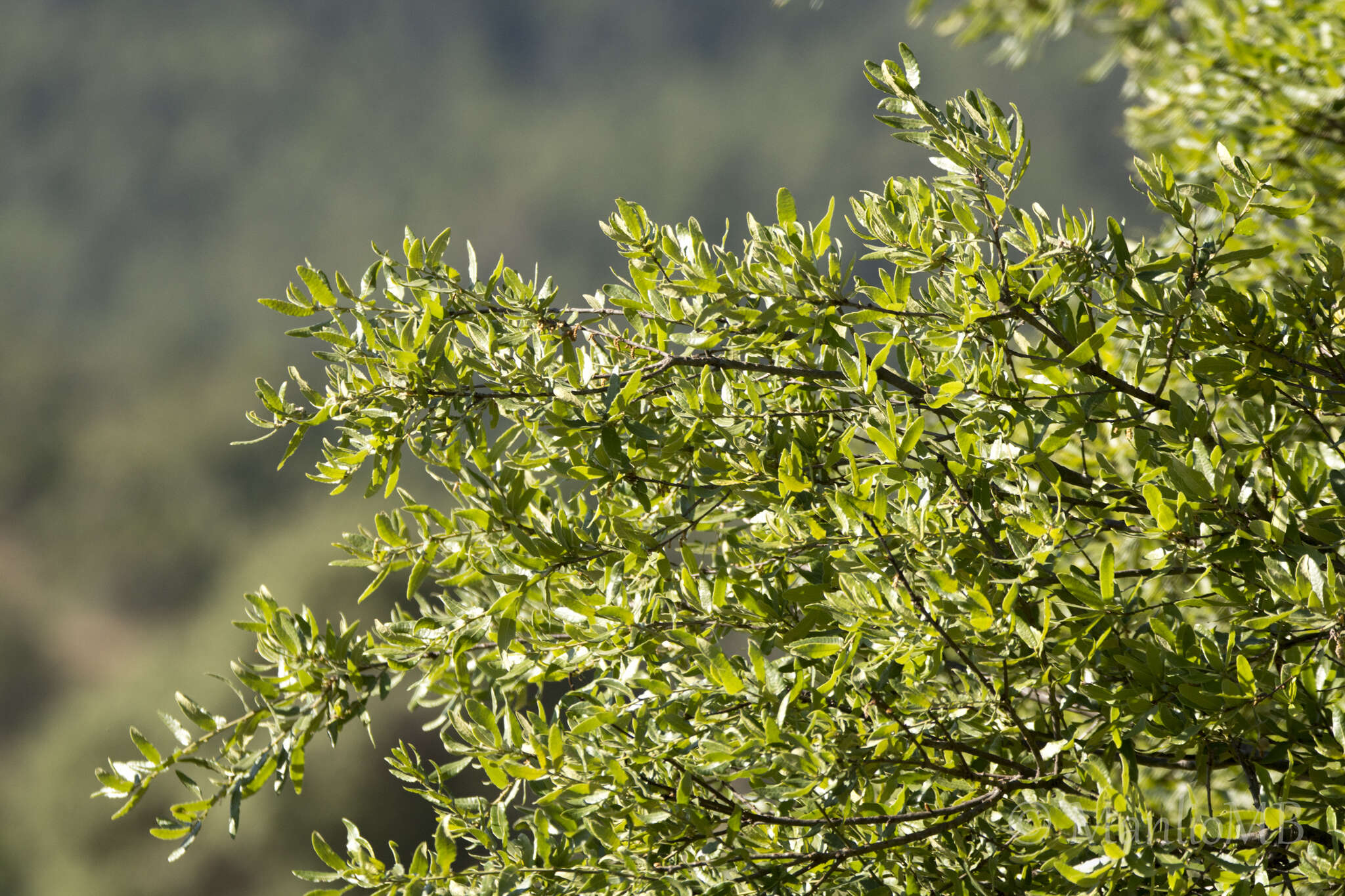 Image of Quercus mexicana Bonpl.