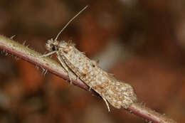 Image of Hapsifera luridella Zeller 1847