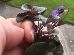 Image of common dog-violet