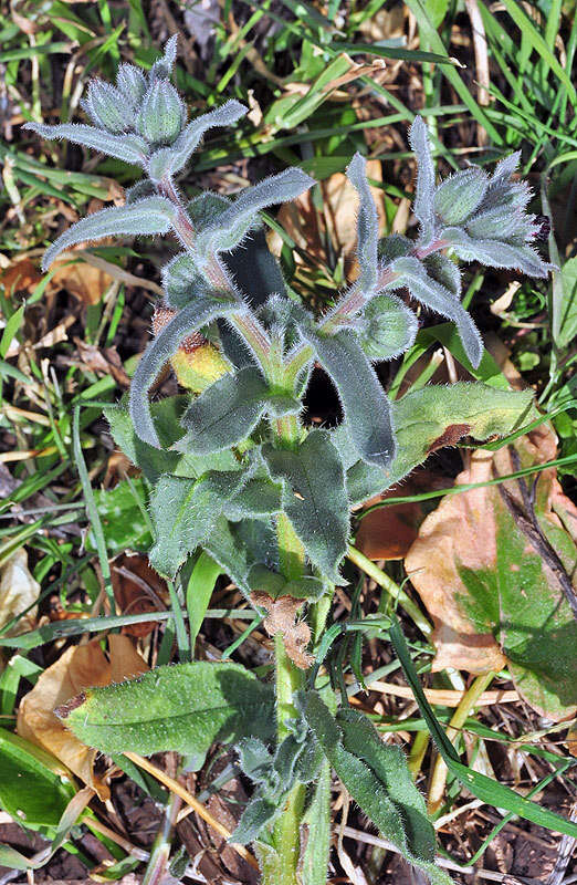 Imagem de Nonea vesicaria (L.) Rchb.