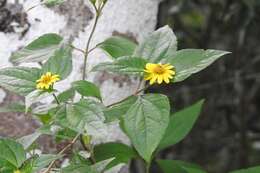 Philactis zinnioides Schrad. resmi