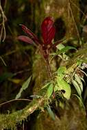 Image of Columnea dimidiata (Benth.) Kuntze