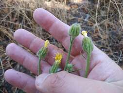 Imagem de Crepis marschallii (C. A. Mey.) Sch. Bip.