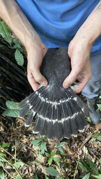 Image of Lined Forest-falcon