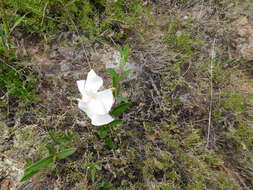 Imagem de Mandevilla hypoleuca (Benth.) Pichon