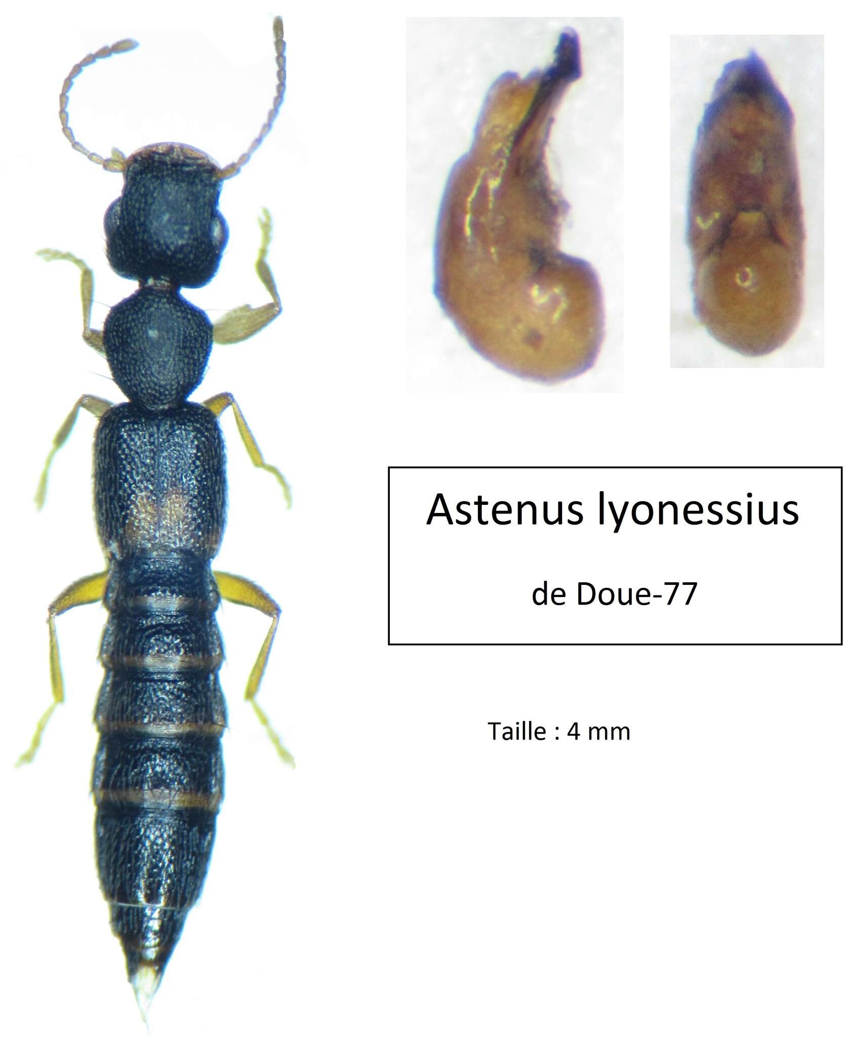 Image of Astenus (Astenus) lyonessius (Joy 1908)