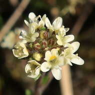 Image of Phyllopodium capillare (L. fil.) O. M. Hilliard