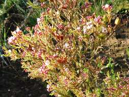 Image of Diosma hirsuta L.