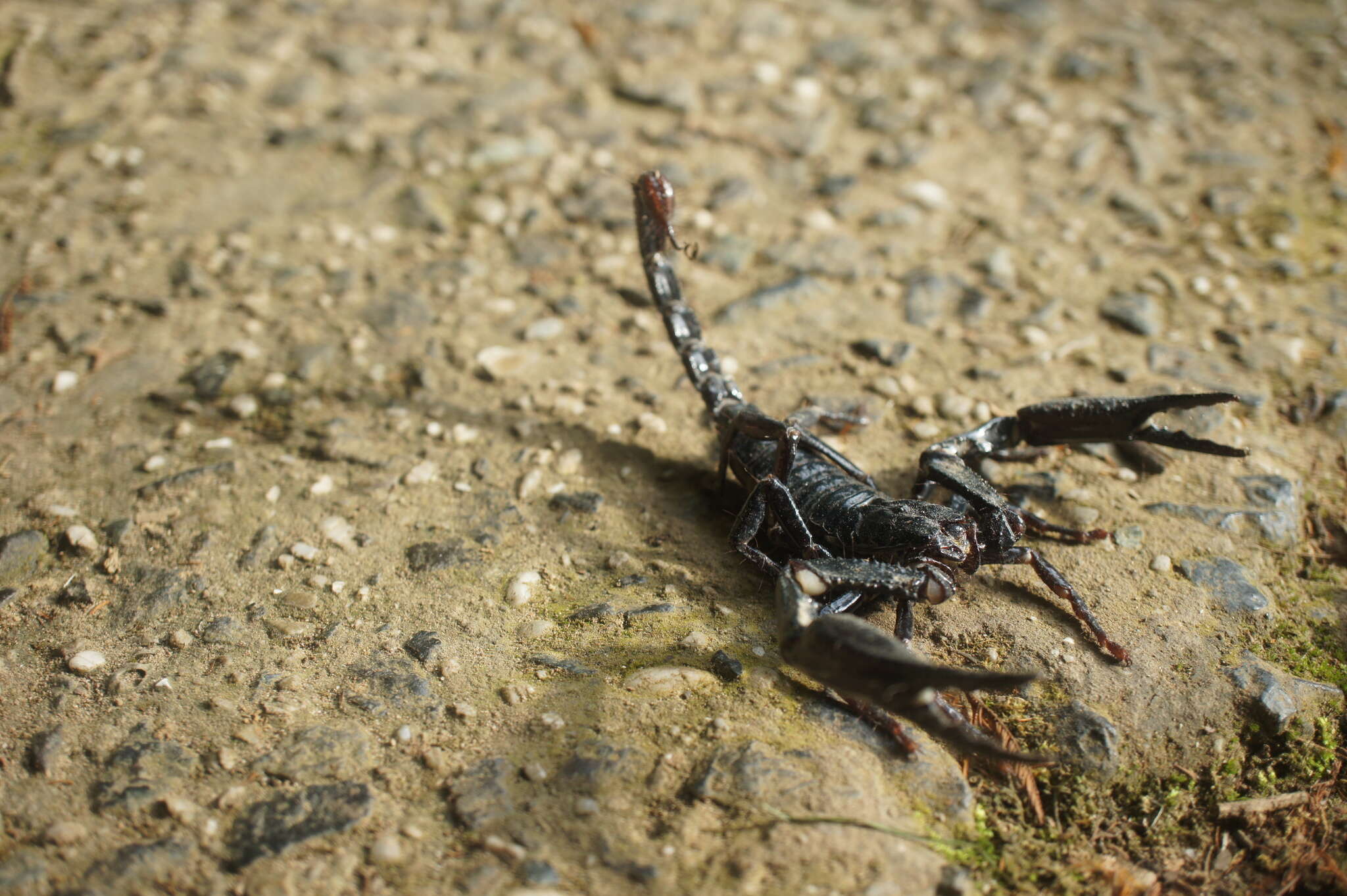 Image of Asian Forest Scorpion