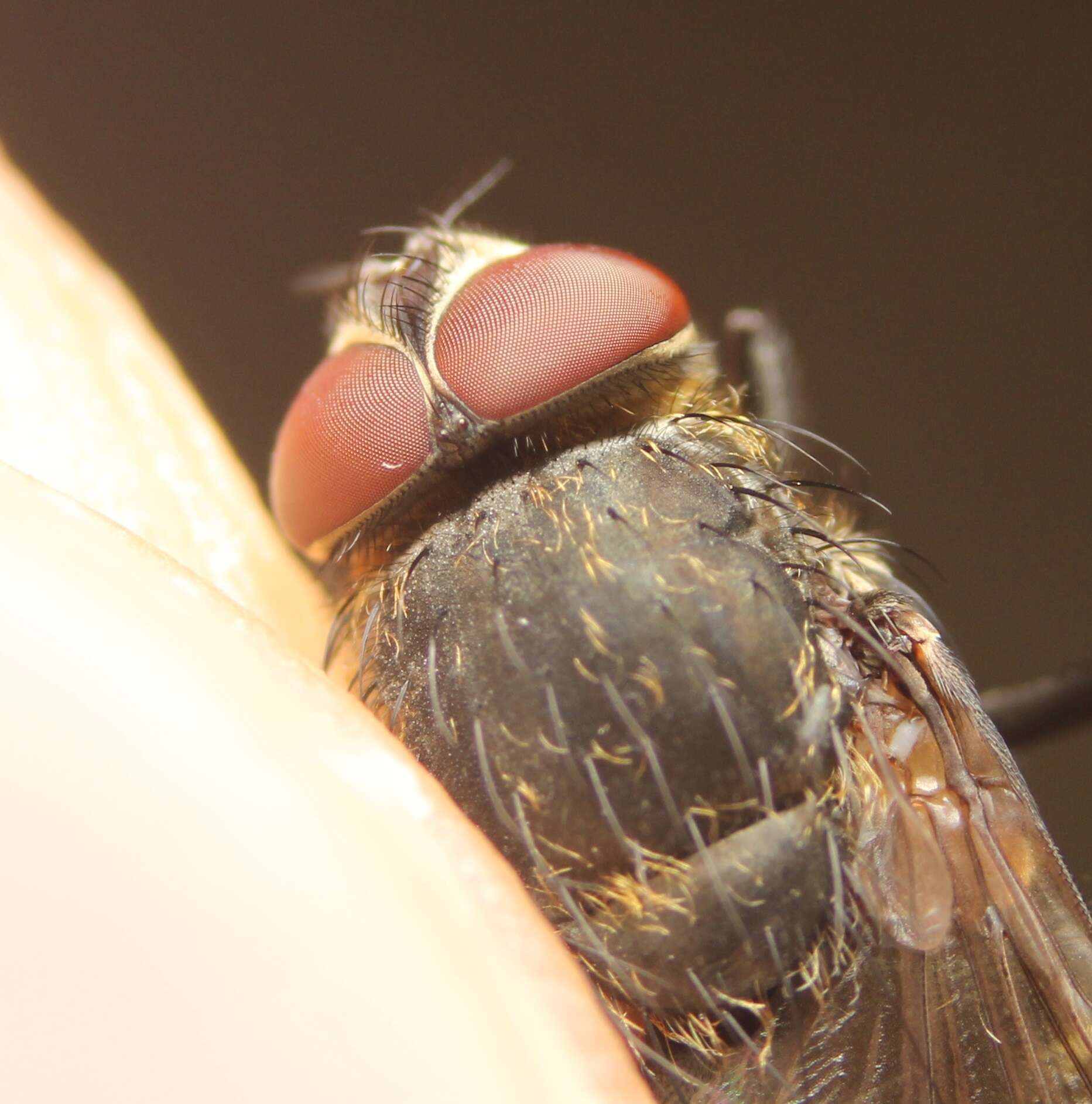 Image of Narrow-cheeked cluster fly