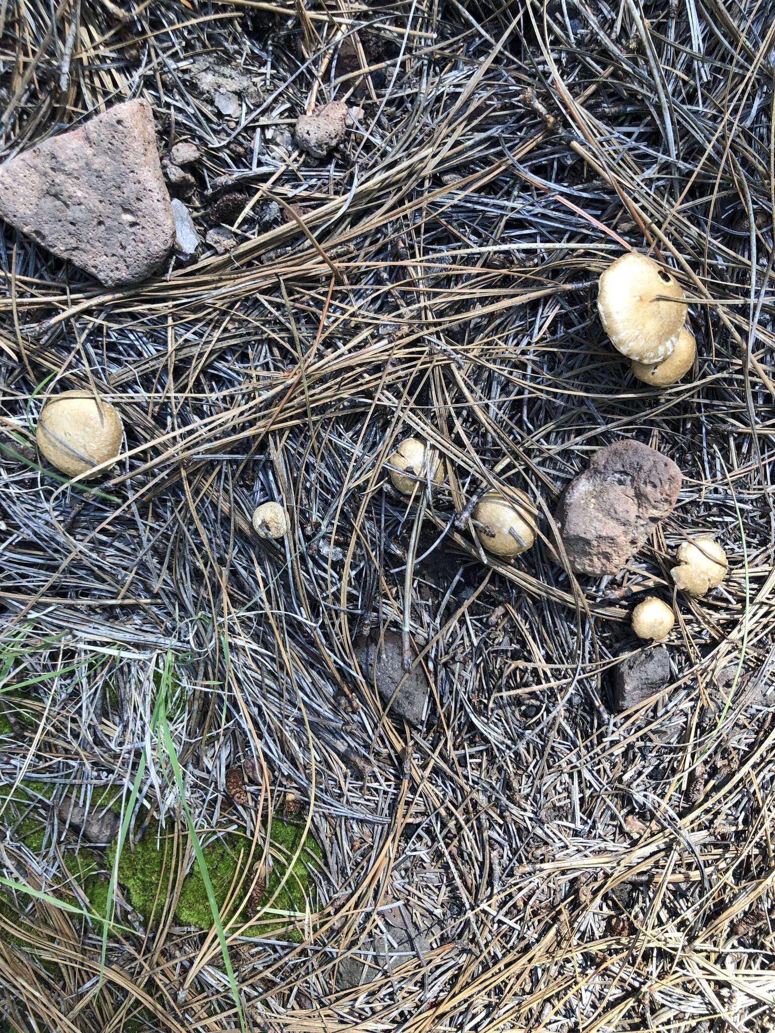 Image of Inocybe subtomentosa Peck 1897