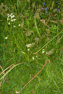 Image of Conopodium