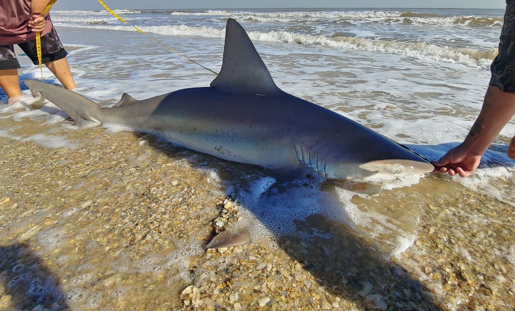 Слика од Carcharhinus plumbeus (Nardo 1827)