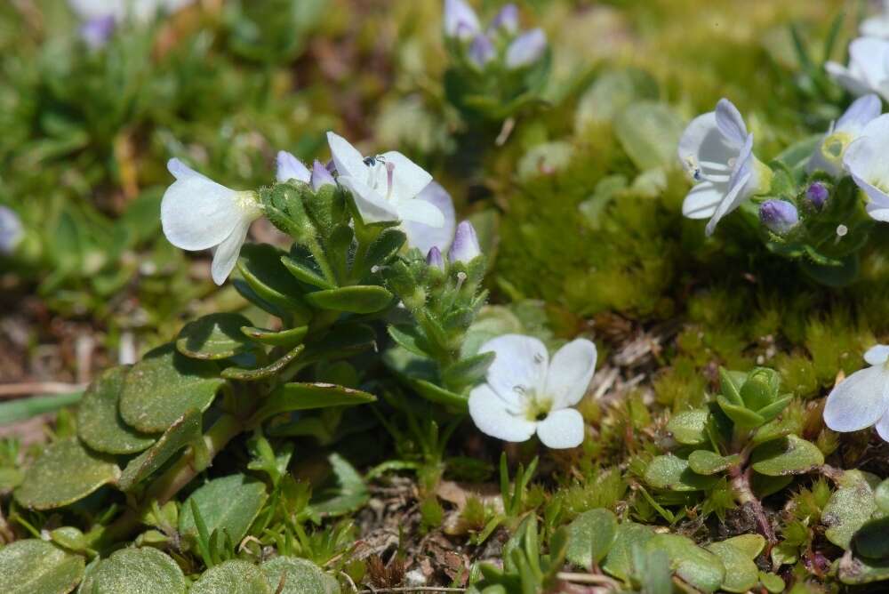 Слика од Veronica repens Clarion ex DC.