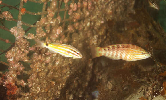 Image of Gunther's wrasse