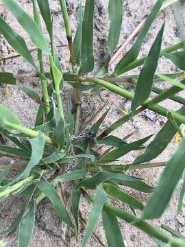 Image of stalked bur grass