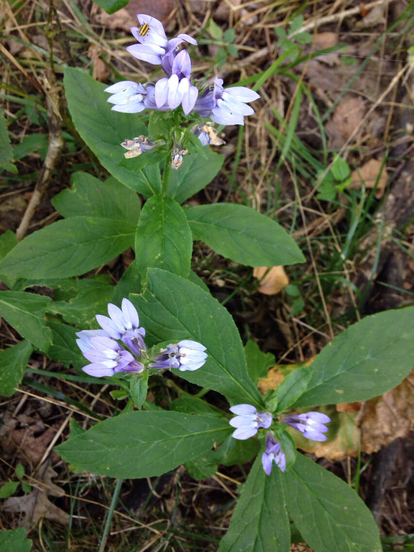 Image of blue cardinal flower