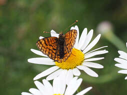 Plancia ëd <i>Melitaea deione</i>