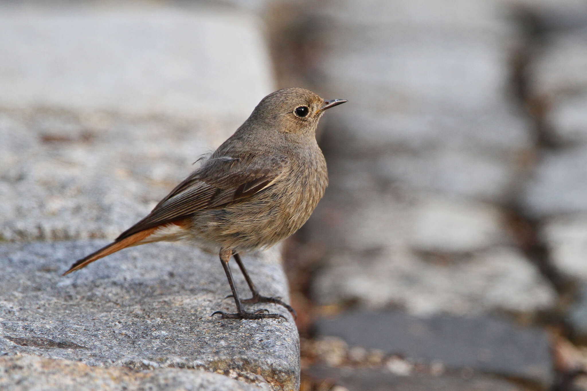 Image of Phoenicurus ochruros gibraltariensis (Gmelin & JF 1789)