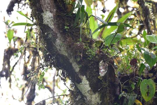 Imagem de Elleanthus capitatus (Poepp. & Endl.) Rchb. fil.