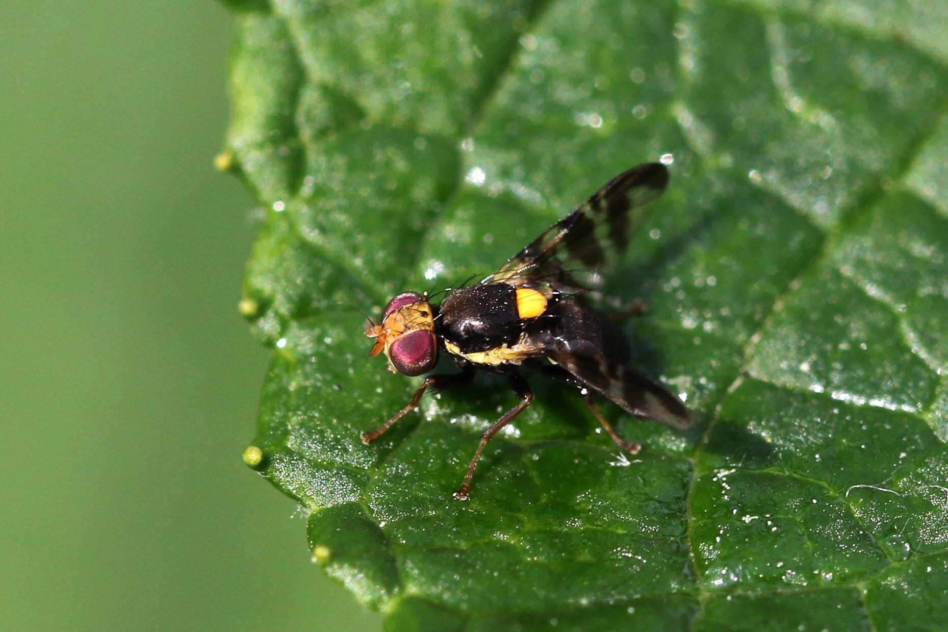 Imagem de Rhagoletis cerasi (Linnaeus 1758)