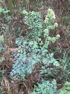 Image of Fendler's meadow-rue