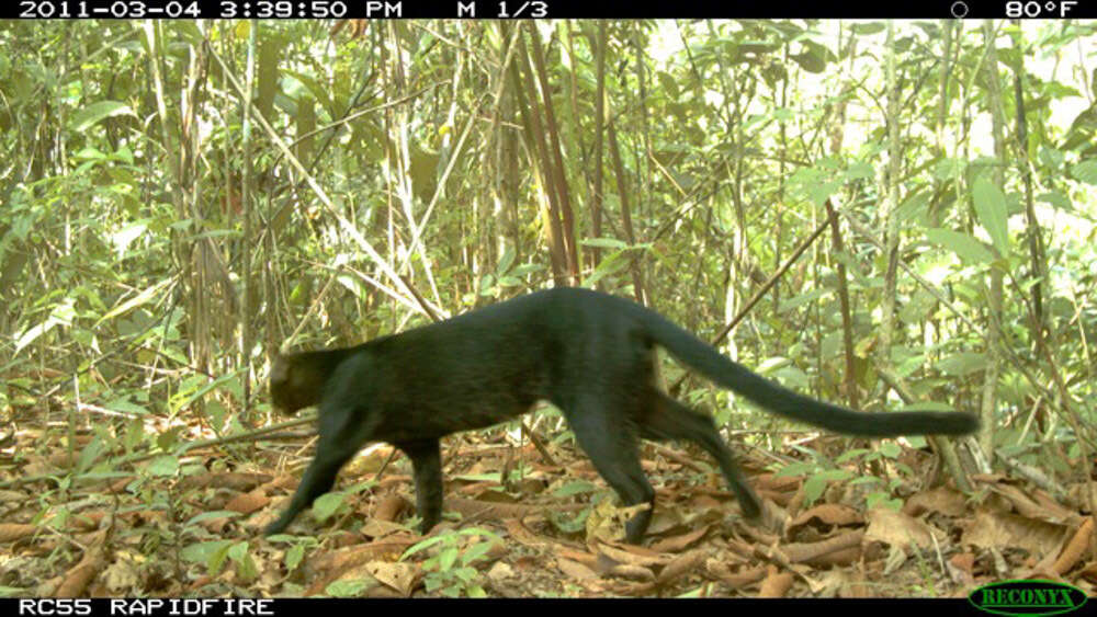 Image of Jaguarundi