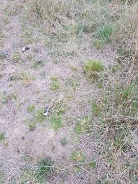 Image of Uruguayan needlegrass