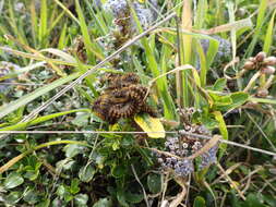 Image of Mt. Vision ceanothus