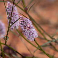 Image of Ptilotus leucocoma (Moq.) F. Muell.