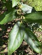 Image of Glochidion zeylanicum var. tomentosum (Dalzell) Trimen