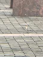 Image of Grey Pratincole