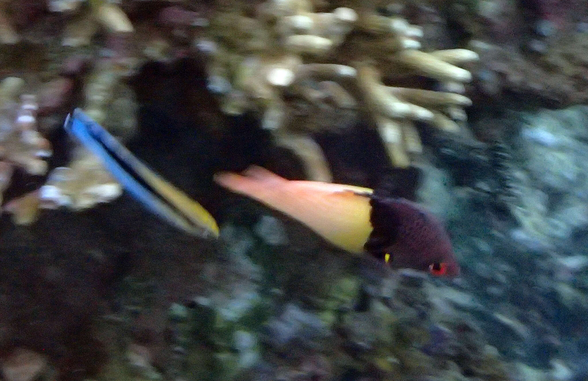 Image of Black-belt hogfish