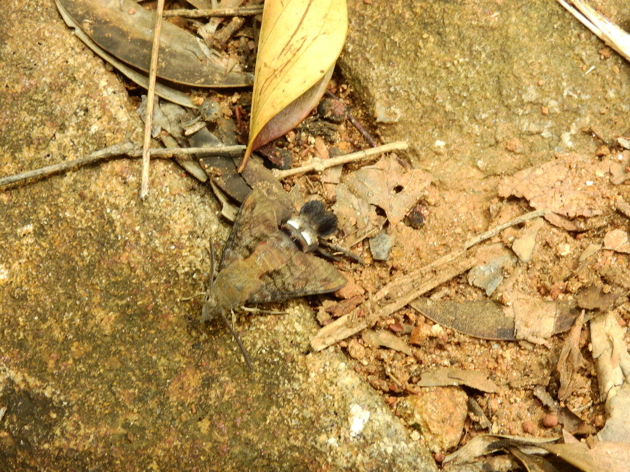 Image of Macroglossum gyrans Walker 1856