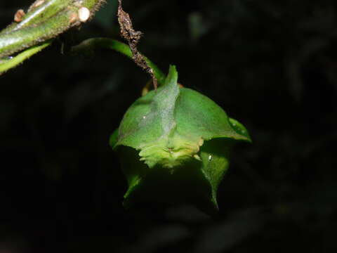 Image de Gonolobus chloranthus Schltdl.