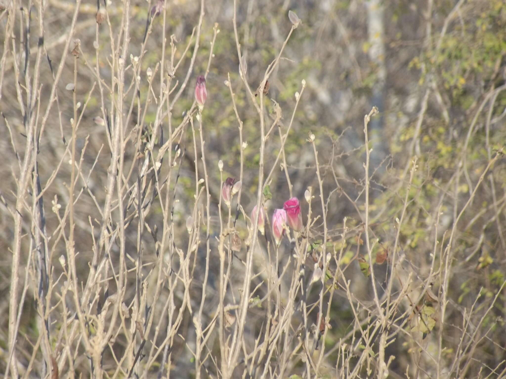 Image of Gossypium aridum (Rose & Standl.) Skovsted