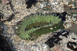 Image of giant green anemone