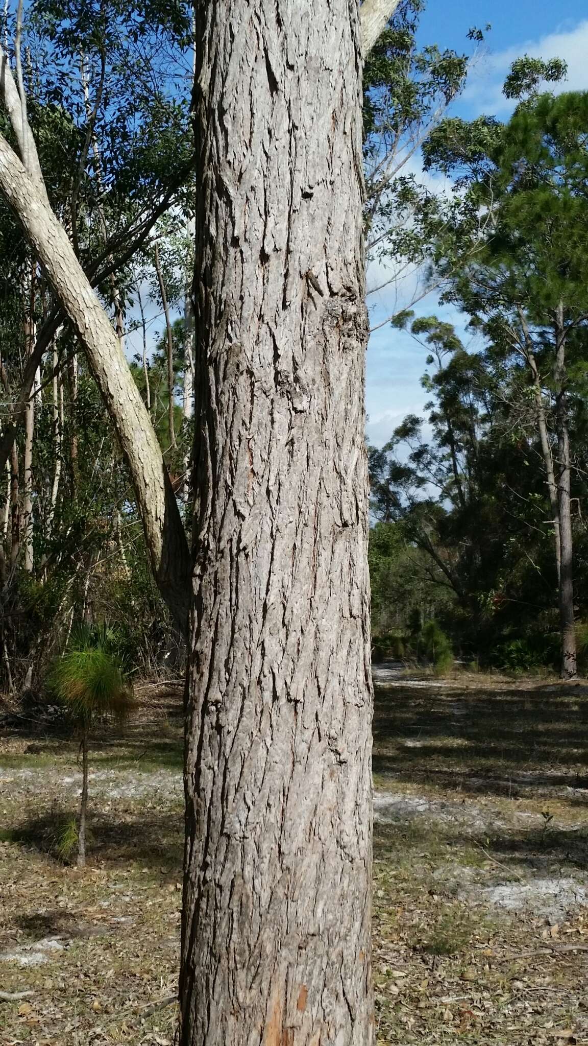 Imagem de Eucalyptus robusta Sm.