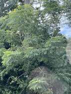 Image of tall albizia