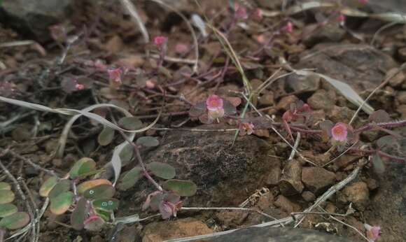 صورة Euphorbia coccinea B. Heyne ex Roth