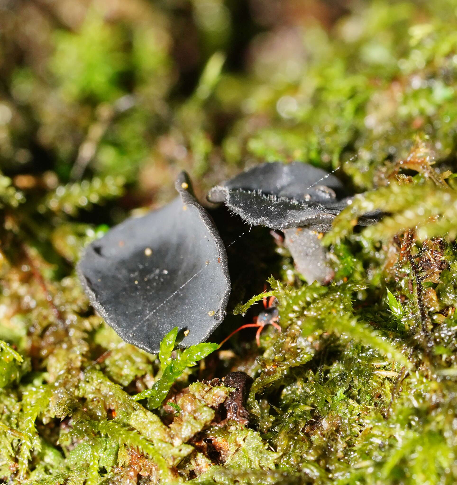 Image of Lanzia lanaripes (Dennis) Spooner 1987